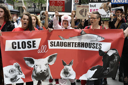 Activists shout slogans while holding a banner that reads Close all slaughterhouses during the march.
Animal rights activists marched through central London to demand the closing of the slaughterhouses and to claim the abolition of slavery of the animals.