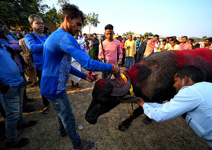 Village people seen enjoying a game with a buffalo on the occasion of Goru Khuta Festival.
Goru khuta is a traditional part of Bandna Festival at Purulia where villagers are playing with Cow / Buffalo as a part of Traditional Practices.