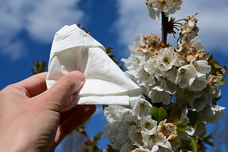 Kleenex tissues and white blossoms of cherry trees.
