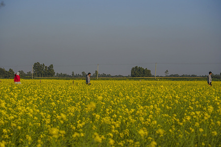 Men and women walk through mustard fields on the outskirts of Dhaka.
Winter in Bangladesh is the most favorable season of honey production when fields of mustard in most parts of the country are in full bloom.