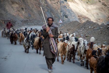 Kashmiri nomadic shepherds move with their flock of goats along the Mughal Road near the Pir Panjal Pass, about 100 kilometers south of the capital city, Srinagar. Nomadic pastoralists from the Bakarwal and Gujjar communities have begun their seasonal transhumance across Kashmir, travelling hundreds of miles on foot with their herds of sheep and goats towards the warmer plains in lower altitude areas ahead of winter. The centuries old migration follows natural cycles, as families move in search of fresh grazing pastures and adapt to changing weather conditions. Herders cross difficult terrain, including the Pir Panjal range and Peer Ki Gali, navigating steep and rocky paths that can become treacherous during sudden changes in high altitude weather. The semi nomadic movement remains an important cultural and economic tradition, relied upon by thousands of pastoralist families to sustain their livestock.