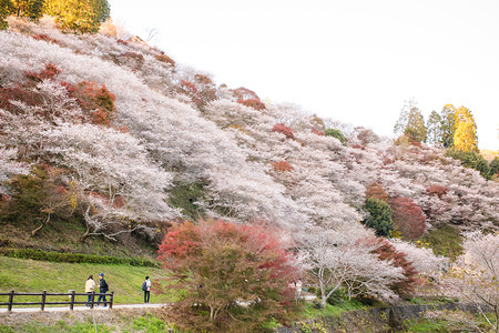 Trees seen with autumn leaves.
Toyota, Aichi has some of the famous sightseeing spots of autumn leaves during fall season.