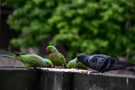 Parakeets and pigeons eat food while sitting on a boundary wall of the residential house in Srinagar, the summer capital of Jammu and Kashmir.