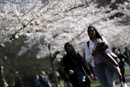 Women walk beneath cherry blossom trees at Battersea Park in London as dry, spring weather continues in the capital.