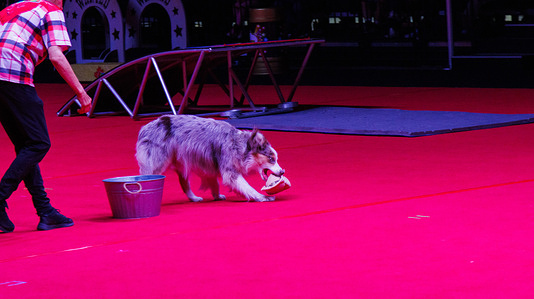A SuperDog performs at the Wild Wild Woof western show at K-Days in Edmonton. Wild Wild Woof is a new western-themed show at K-Days 2025 in Edmonton, featuring Canada’s SuperDogs. The high-energy, family-friendly performance blends country music, comedy, and crowd interaction as the talented canines showcase tricks, races, and playful antics. Running from July 18 to 27 at the Edmonton EXPO Centre, the show celebrates the bond between people and pets, featuring family dogs trained by some of Canada’s top handlers.