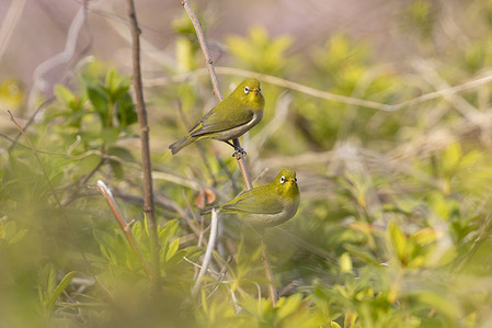 A pair of Mejiro, warbling white-eye (Zosterops japonicus) birds seen on a twig.