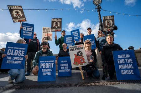 Animal rights activists hold placards during a demonstration outside SEA LIFE London Aquarium. Members of several animal rights groups held a demonstration outside SEA LIFE London Aquarium in central London, calling for the attraction to close and all marine animals to be released, particularly the penguins. Protesters held placards, handed out leaflets and shouted slogans through megaphones, voicing opposition to keeping marine wildlife in captivity for public display and calling for an end to the practice.