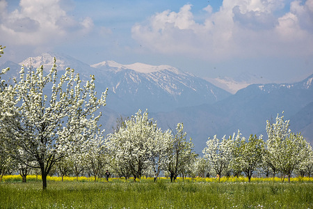 Kashmiri men walk along the blooming pear trees during a spring season on the outskirts of Srinagar. Spring has arrived in Kashmir valley, which marks a thawing of the lean season for tourism in the Himalayan region.