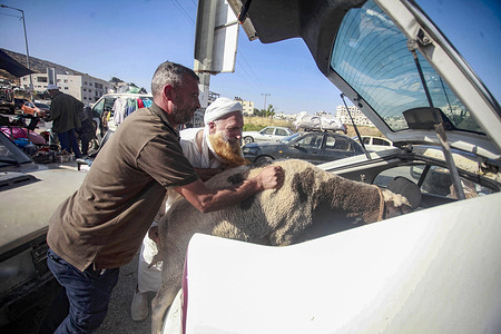 Palestinian viewed loading a sheep into a car after buying them at the livestock market ahead of Eid al-Adha. Muslims around the world celebrate Eid al-Adha by slaughtering sheep, goats, cows, and camels to commemorate the Prophet Abraham's sacrifice of his son in obedience to God. The holiday also marks the end of the Hajj pilgrimage.