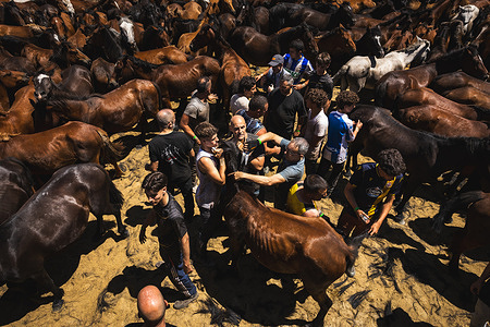 Aloitadores hold a wild horse while another cuts its mane during the Rapa das Bestas celebration. “A Rapa Das Bestas" is an ancient Galician festival (dating back to the 15th century) held in the first days of July. It consists of capturing wild horses, leading them to a curro (enclosed enclosure) and cutting their manes to deworm and care for them. It is a ritual of strength and a tradition that symbolizes the coexistence between man and nature celebrated primarily in Sabucedo.