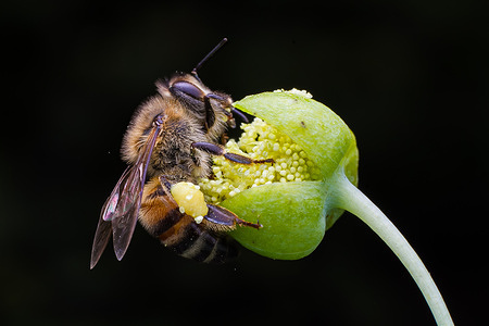 A bee collects nectar from flowering plants at the late Michuki Memorial Park ahead of World Bee Day 2026. World Bee Day 2026 is observed annually on May 20 to raise awareness of the vital role bees and other pollinators play in supporting ecosystems, biodiversity and food production. This year’s theme, “Bee Together for People and the Planet – A partnership that sustains us all,” highlights the enduring relationship between humans and bees.