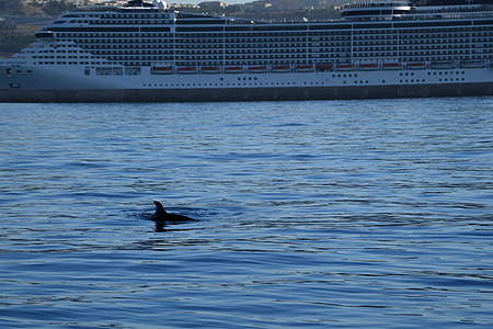 A dolphin swims on the surface of the water not far from a quay in the port of Marseille.