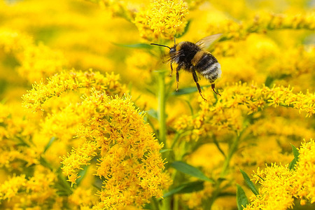 A bumblebee seen on a Goldenrod.