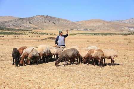 A Palestinian shepherd argues with an Israeli soldier ( not in view) and asks him to leave the grazing lands in the plains of the village of Salem, east of Nablus in the West Bank. Shepherds and farmers reported that Israeli forces continue to prevent them from harvesting their crops, bringing modern agricultural equipment into their fields. They claim that the Jewish settlers will attack their crops, as happened in the lands south of Nablus in the West Bank.