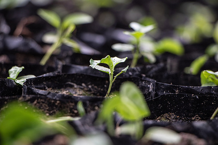 Seedlings sprout at a nursery at Seed Savers Network's Seed Bank in Gilgil, near Nakuru Town. Seed Savers Network, a Kenyan NGO working with smallholder farmers to improve seed access and agro-biodiversity conservation, advocate for the role traditional crop varieties play in preserving biodiversity, as they possess a rich genetic variety that is essential for programs aimed at developing crops resilient to changing climates.