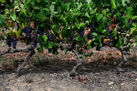 View of black grapes in vineyard of Rhone Valley.