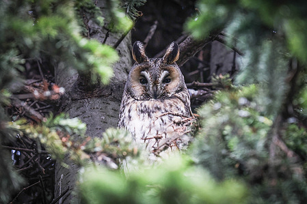A long-eared owl sits on a spruce branch in the south of St. Petersburg.