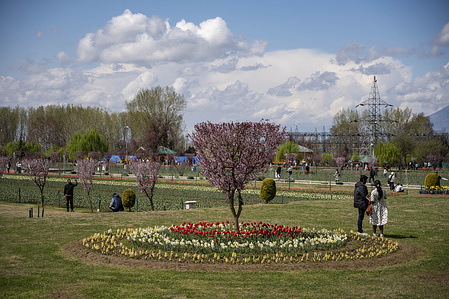 Tourists walk inside the Indira Gandhi Memorial Tulip Garden past blooming tulip beds on a sunny spring day in Srinagar. The Indira Gandhi Memorial Tulip Garden was thrown open to the public on Monday by Chief Minister of Jammu and Kashmir Union Territory Omar Abdullah, marking the arrival of the spring season in Srinagar.