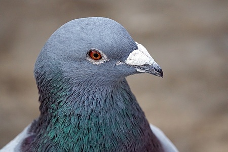 An adult male rock pigeon is seen. Male pigeons have to feed their mate before mating. This mouth-to-mouth feeding brings the two sexes closer together. Diyarbakir Dicle University Faculty of Science Department of Biology Prof. Dr. Ahmet Kilic, stated that in the life of pigeons and doves, the man first offers food to his wife from his throat and this behavior causes the two species to get closer. Kilic,spoke as follows: "This feeding is more a bond of rapprochement between the spouses than feeding the belly. The parent feeds his offspring in a similar way. This behavior is also observed in different groups of animals."