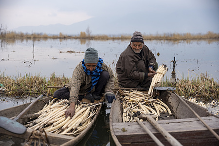 A farmer ties harvested lotus stems (Nadru) into bundles on his boat on a cold day. Lotus stem (Nadru) cultivation in Kashmir is a primary source of livelihood for many families living around Dal and Wular lakes. Grown in the muddy beds of freshwater lakes, it is harvested manually by divers or from boats, often in cold and challenging conditions. Production depends on water levels, lake health, and weather conditions, making it both labour-intensive and uncertain. Despite these hardships, Nadru remains an essential part of Kashmir’s economy, wetlands, and daily food culture.