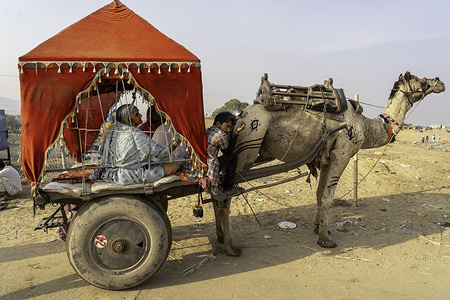 People are seen seated inside a camel cart during the event.
Held each November at the time of the Kartik Purnima full moon, Pushkar Camel Fair is one of India’s most highly-rated travel experiences, a spectacle on an epic scale, attracting thousands of camels and visited by thousands of people over a period of around fourteen days.