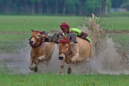 Moichara or Bull race is a rural festival where a pair of bulls race each other during the monsoon season. This race is performed by a farmer.