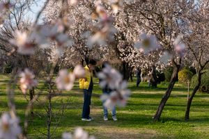 SOPA Images - Gallery - Spring Arrives in Srinagar, India
