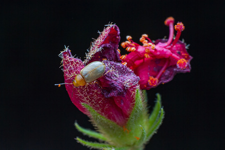 A leaf beetle moves across a dry wildflower. Its glossy, segmented body glinting as it explores the delicate petals and stem in search of food or shelter. A variety of insects are seen interacting with plants. Following recent rains, the growth of wild vegetation has increased creating favourable conditions for insect activity, feeding and early-stage development in their natural habitat in Mlolongo.