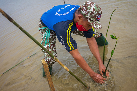 A man is seen planting a young mangrove in the sea waters.
Mangrove planting activity was initiated by an environmental care organization called TAGANA in the framework of the organization's birthday. They chose to plant mangroves because Kendari is a city surrounded by Kendari Bay and as such if planted with mangroves, it will be able to withstand the abrasion of sea waters when big waves come.