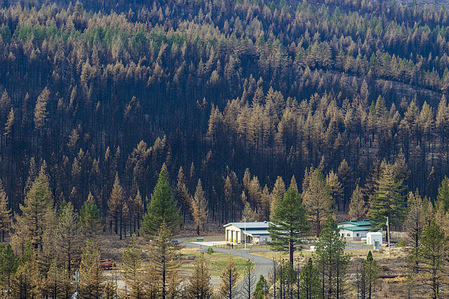 View of acres of burned forest from the Tamarack fire.
The Tamarack fire burned 68,637 acres of land and crossed state lines from California to Nevada.