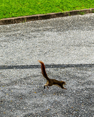 A close-up of a squirrel jumping on the cement ground at Chatuchak Park. Chatuchak Park is a prominent public park located in the Chatuchak District of Bangkok. It is one of the city's oldest parks and offers a tranquil retreat amid the bustling urban environment.