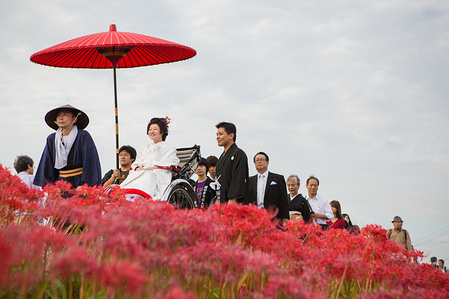 Lycoris Radiatas flowers in full bloom near the Yakachi River in Handa city where the bride rides in a rickshaw, and the groom walks alongside during their traditional Japanese style wedding.
This type of traditional wedding is held annually during the Autumn Festival of Gon at the Yanabe Hachiman Shrine.