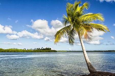 Coconut palm tree at Goio Island, at Camamu Bay.