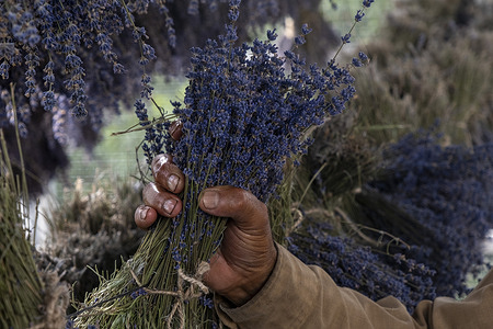 A Kashmiri man holds lavender flowers inside a distillery unit in Anantnag district. Lavender cultivation has grown in popularity across the Himalayan region in recent years offering farmers a sustainable alternative to traditional crops. The aromatic plant valued for its essential oils used in soaps, perfumes and cosmetics is part of a government-backed initiative aimed at boosting rural livelihoods and promoting Agri-tourism in the picturesque valley. The region’s moderate climate and fertile soil make it ideal for lavender cultivation in the central and southern districts as well as the Chenab Valley. The crop is grown in neat rows and harvested by hand. The vibrant purple blossoms not only enhance the scenic beauty of the landscape but are also drawing increasing interest in both domestic and international markets.