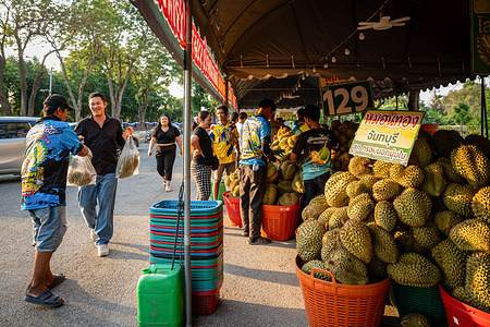 A vendor attends to a customer at a roadside durian market in Ayutthaya, Thailand, as freshly harvested fruit are displayed in baskets during peak season. A vibrant roadside durian market in Ayutthaya, where vendors display freshly harvested fruit in a lively, hyper-local setting that reflects Thailand’s street commerce and seasonal food culture.