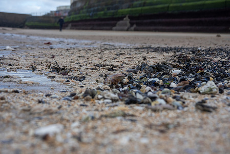 A walker passes by the stranded starfishes on the seashore after the storm. The very recent storm washed up hundreds of thousands of starfish, oysters and crabs on the Margate beach and the seafront. Starfish stranding is a natural occurrence that happen every year. Large stranding often occur after stormy weather when water currents become stronger and wash the starfish and other marine animals to the shore.