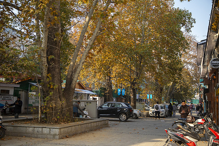 Chinar trees enclosed by stone structures stand in a market in Srinagar. Conservationists are urging immediate action as climate change and human activities threaten Kashmir’s centuries-old Chinar trees, a symbol of the region’s cultural and ecological identity, famed for their red and golden hues that blanket the valley each autumn. Their numbers have fallen from about 42,000 in the 1970s to between 17,000 and 34,000, a 2021 Forest Department report said, with more than 30,000 trees identified in an ongoing census. Experts blame rising temperatures, erratic rainfall, droughts, illegal felling, urban expansion, poor upkeep, and cement fencing around Chinars in parks and markets that restrict their growth. Some trees, up to 700 years old, still stand in historic Mughal gardens, deeply rooted in Kashmiri art and tradition. Despite legal protection under the 1996 Land Revenue Act, many continue to vanish. To counter the loss, the Forest Department has begun geotagging trees with QR codes to track their age, location, health, and growth for conservation.