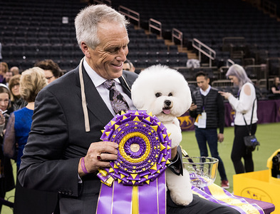 Flynn, a Bichon Frise, was the overall winner / Best in Show. They were awarded with a prize.
The 142nd Annual Westminster Kennel Club Dog Show hosted in New York.