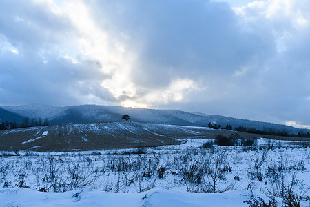 Lone evergreen tree standing on a snowy hill against a frost-covered forest background under a dramatic cloudy sky at Ukrainian carpathians. Winter landscape minimalism.