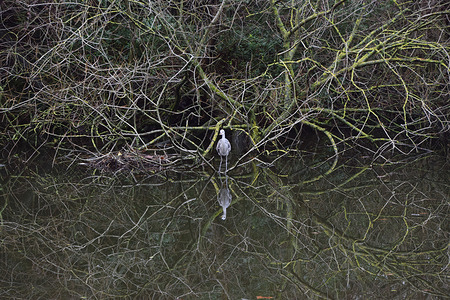 A grey heron looks for fish in the lake in St James's Park.