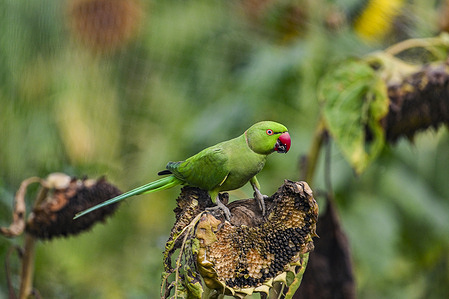 A Rose-ringed Parakeet feeds on the blossoms of a sunflower field in Dhaka.