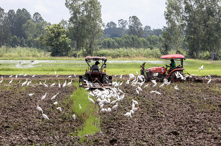 Farmers clear their rice field using a tractor plough, instead of the traditional slash-and-burn method, in Nakhon Sawan province, north of Bangkok.