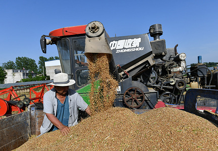 A man harvesting wheat at a field in zhoudazhuang village, lvzhai Town.
Since late May, the main wheat producing areas in Huang Huai Hai region of China have stepped into the concentrated harvest period from the south to the north, and the wheat harvest in Hubei, Anhui, Henan, Jiangsu and other places has started one after another.