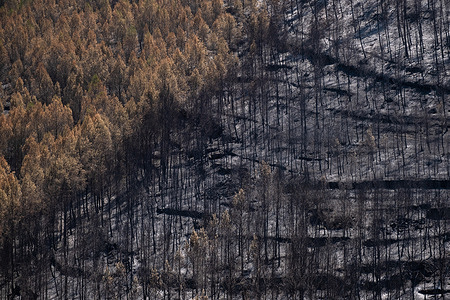 Forest mass burned in the River Park urbanization, Pont Vilomara, Barcelona. Vegetation and houses were burned down after a forest fire on July 17. The forest fire devastated 1,500 hectares leaving some houses destroyed or badly damaged in Pont de Vilomara (Barcelona) at the gates of the Sant Llorenç del Munt i I'Obac natural park.