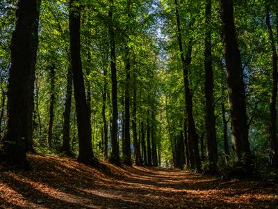 The ground in the forest is full of dry leaves. On the first weekend of October, the last bits of summer are really hanging on in the Netherlands, with September ending in exceptionally hot weather for the time of year. Autumn is the perfect season to take pictures of nature and enjoy the marvelous sights. The Netherlands has many wooded areas with easy-to-follow hiking trails.