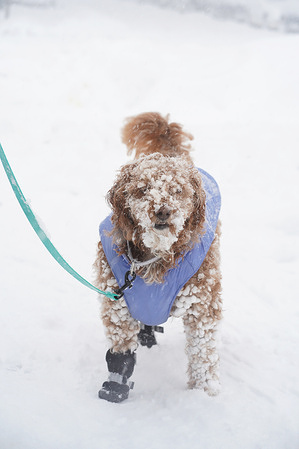 A dog is covered with snow. NYC Mayor Mamdani has asked everyone to stay at home and off the streets except emergency response vehicles. New York City is hit with another snowstorm and the snowfall predicted is 17-21 inches. which puts the city in a state of emergency. This is the second snowstorm for the north eastern part of the United States in 2 weeks.