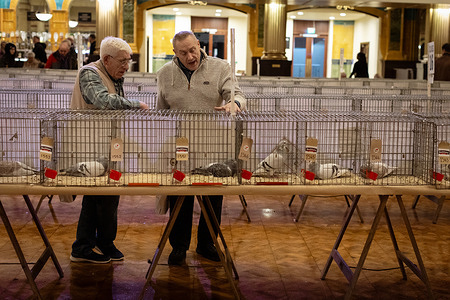 Attendees discuss pigeons during Blackpool's fifty year of hosting the British Homing World Show. Attracting around 15,000 visitors, it is the year's highlight for pigeon fanciers, who come from all over the world to show their birds as part of a historic community celebration.