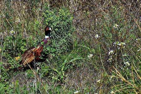 A pheasant is seen in the hill in Marseille.