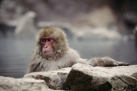 A Japanese macaque enjoys a hot spring.
Jigokudani Yaen-koen was opened in 1964 and it’s known to be the only place in the world where monkeys bathe in hot springs. The Jigokudani Yaen-koen (altitude 850 meters) is located in the Valley of Yokoyu River sourced from Shiga-Kogen of the Joshinetsu-Kogen National Park in northern part of Nagano prefecture.