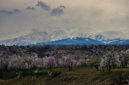Almond orchard are seen in full bloom with snow covered mountains in the backdrop during a cloudy spring day in Budgam.